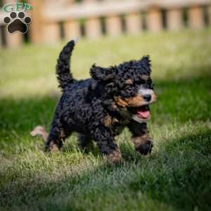 Marla, Mini Bernedoodle Puppy